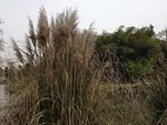 芦苇