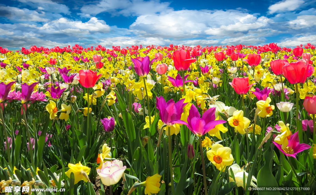 荷兰郁金香花海图片