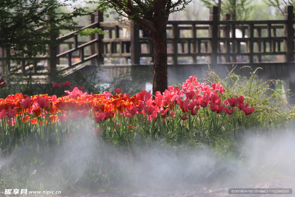 郁金香花海