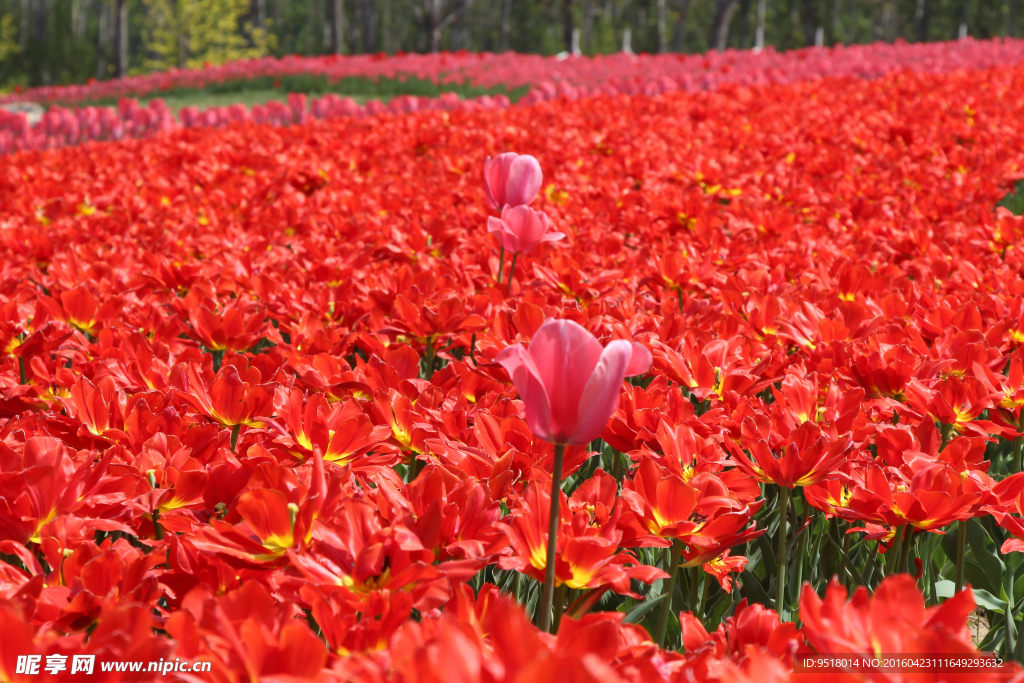 郁金香花海