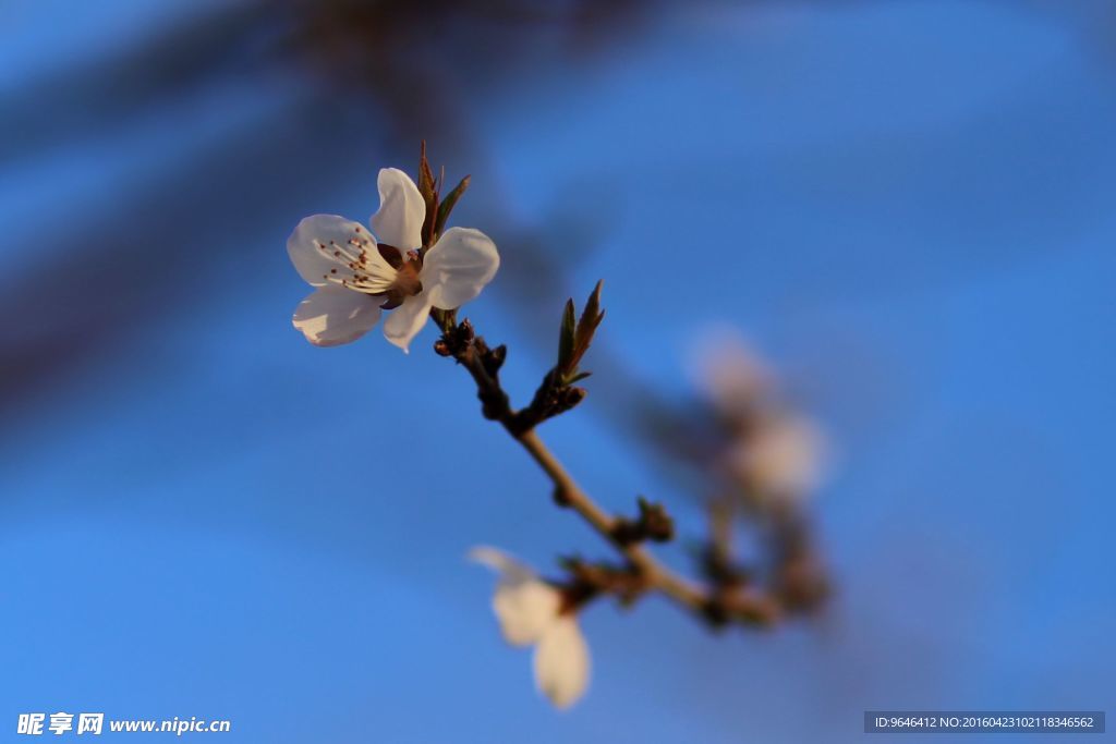 梅花