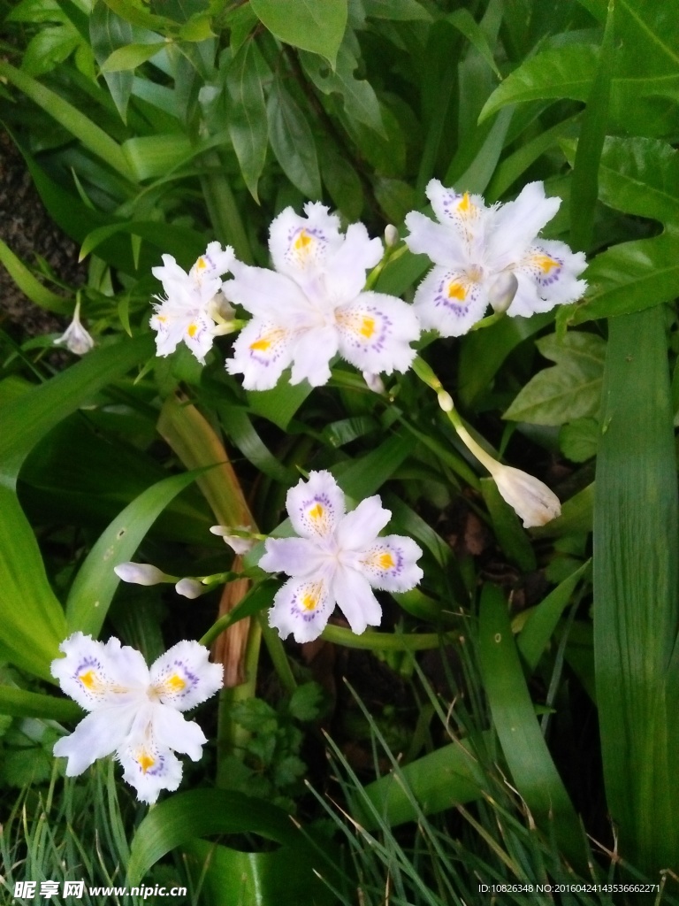 鸢尾花