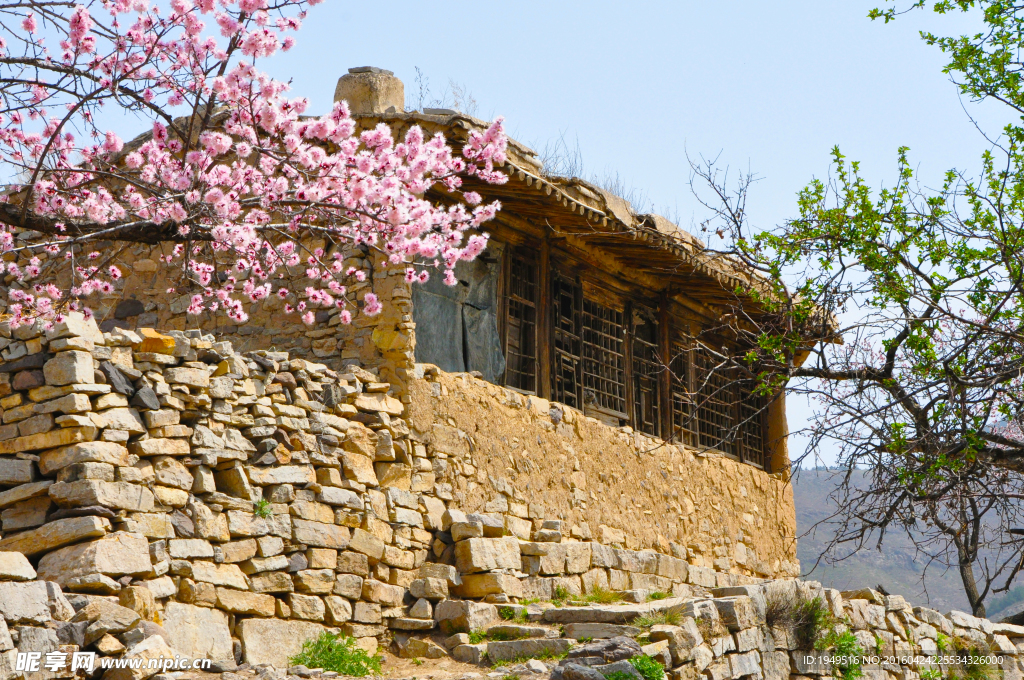 乡村春色 花开 开花 美景