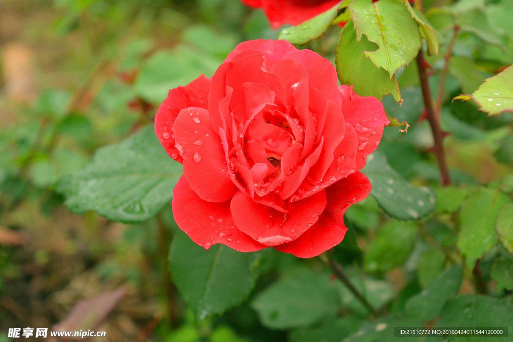 雨后的月季花