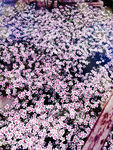 太阳花