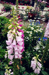 风铃花