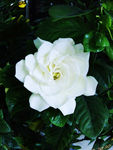 栀子花