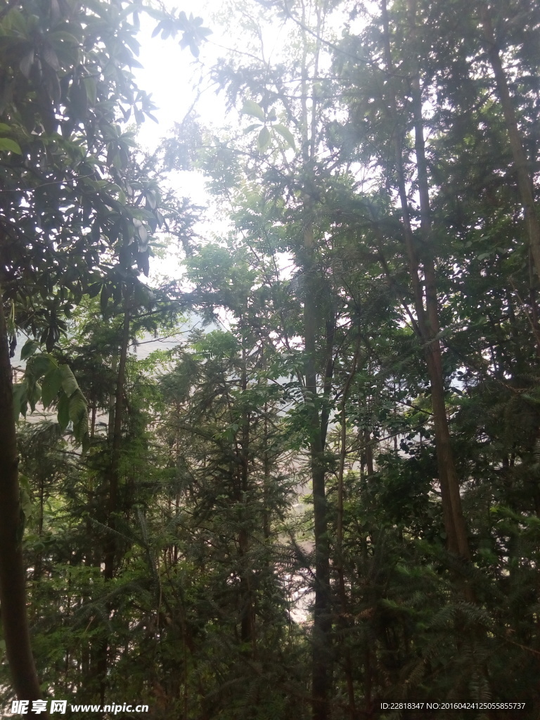 树林