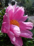芍药