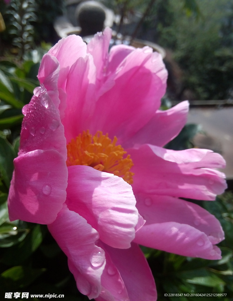 芍药