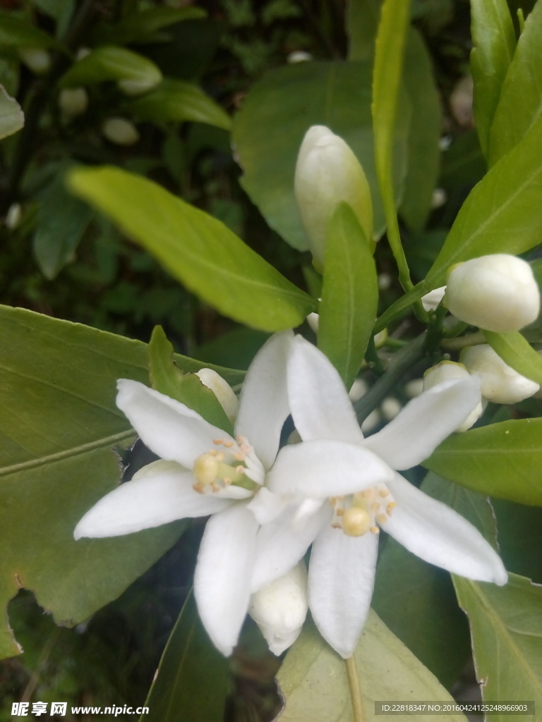 橘子花