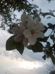 花红花
