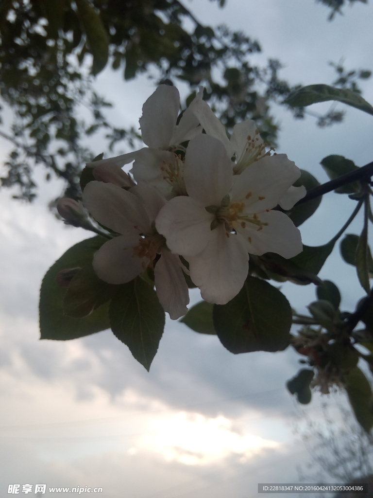 花红花
