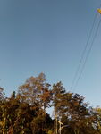 大树蓝天