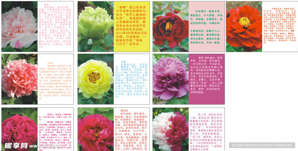 牡丹花简介