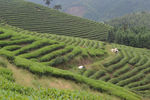茶山