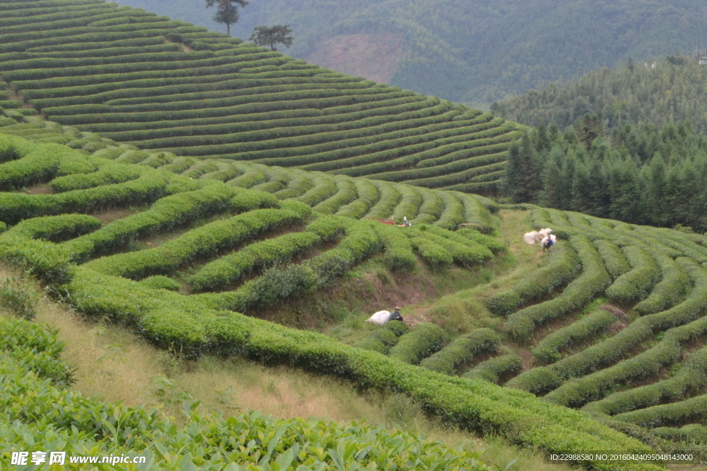 茶山