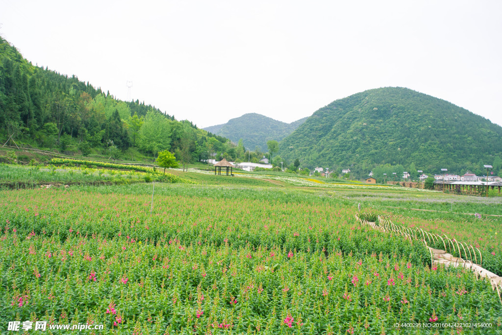 万亩花圃