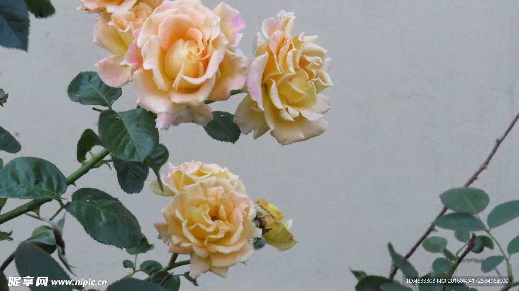 月季花