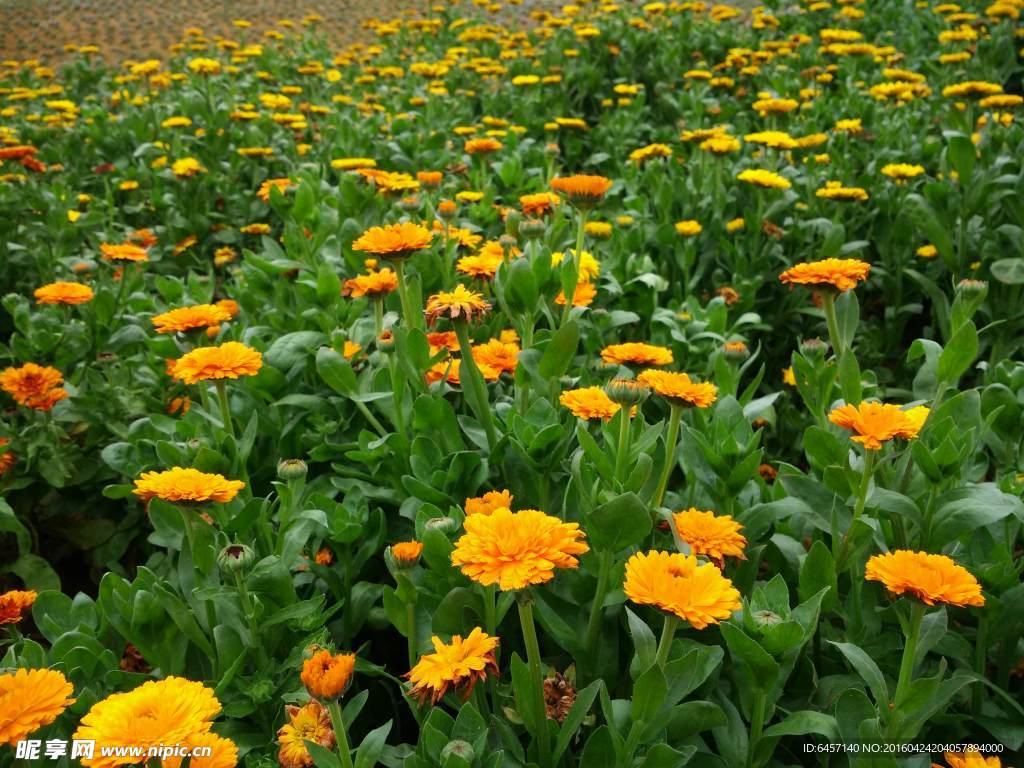 黄色小菊花