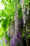 紫藤花