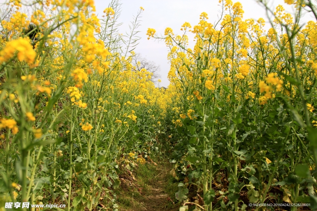 油菜花