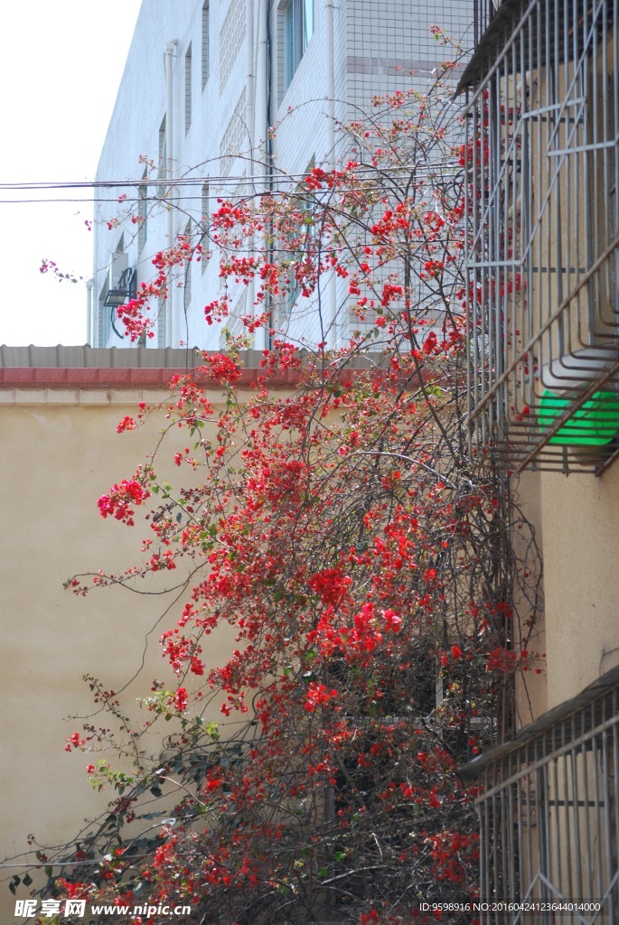 庭院植物