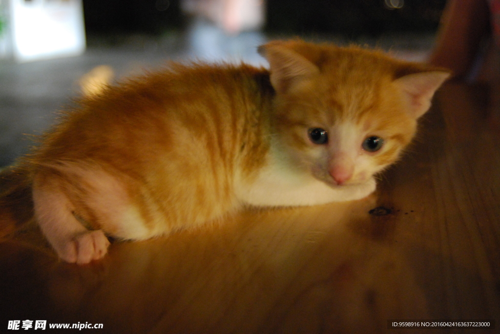 小猫