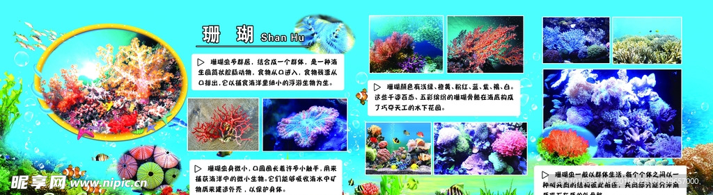 海洋生物介绍版面——珊瑚