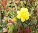 迎春花