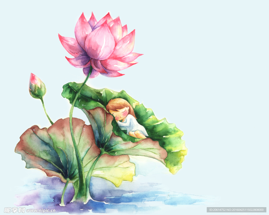 漫画荷花