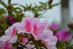 杜鹃花开