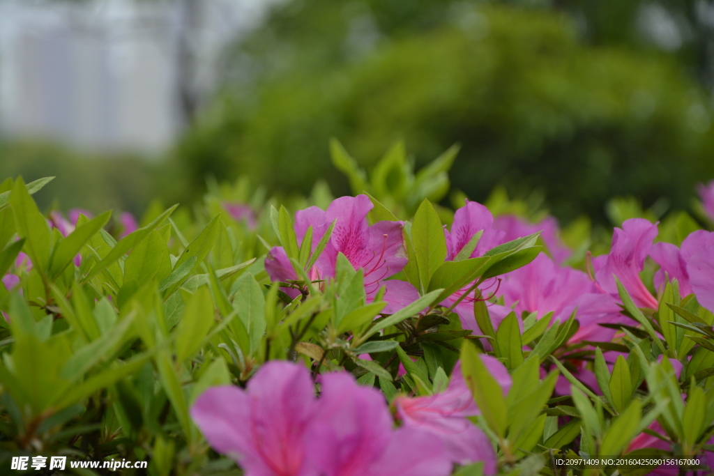 杜鹃花