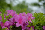 杜鹃花开