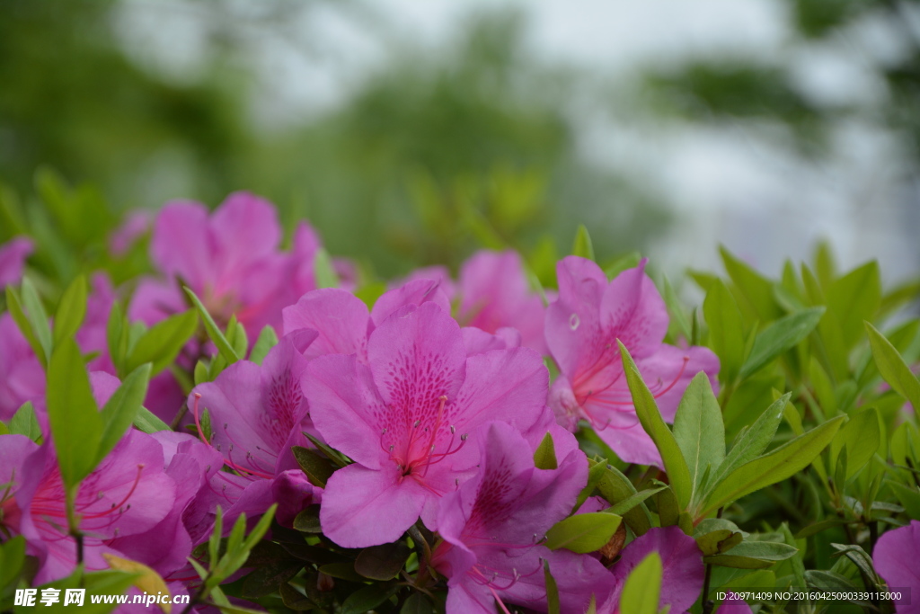 杜鹃花开