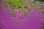 杜鹃花
