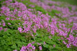 小粉花