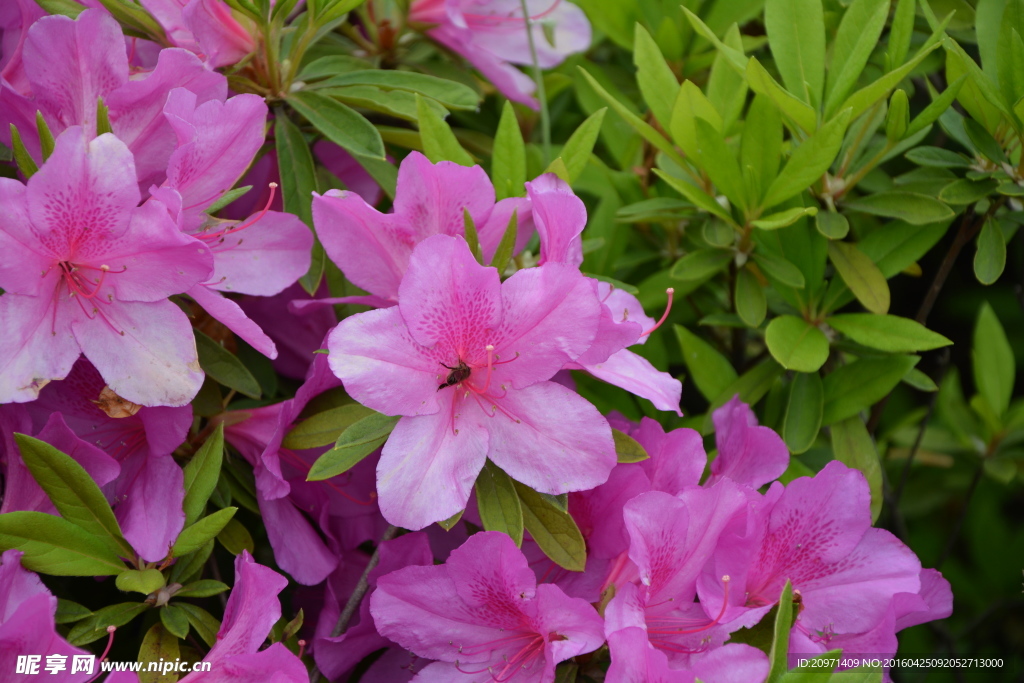 杜鹃花