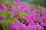 繁花杜鹃