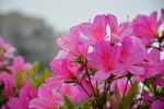 杜鹃花