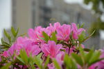 杜鹃花