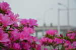 杜鹃花