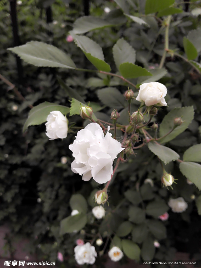 百花
