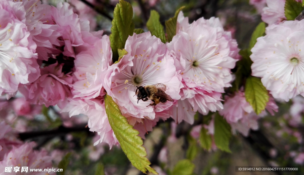 蜜蜂采蜜