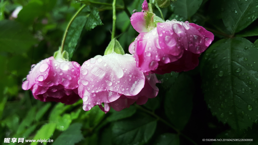 雨打蔷薇