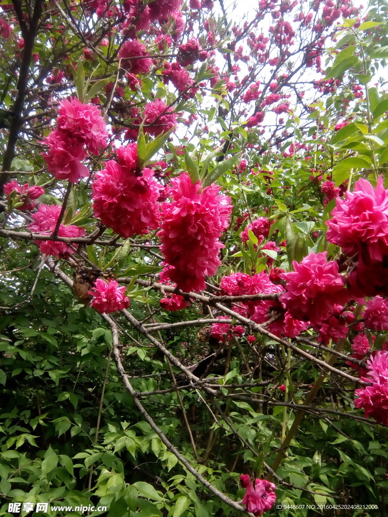 榆叶梅