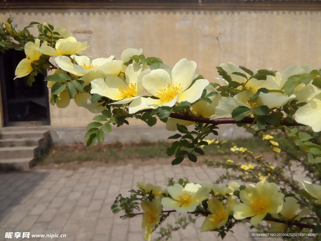 蔷薇花