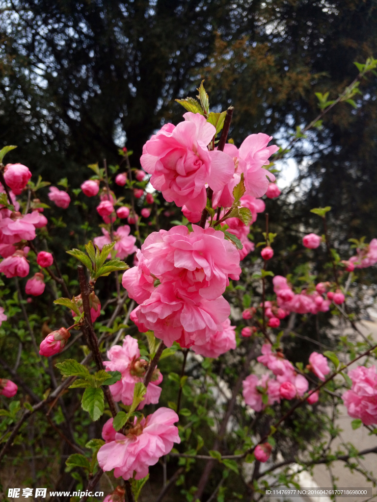 粉红花