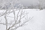 雪