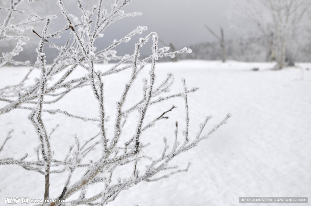 雪